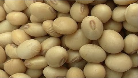 Harvesting and storing soya bean seed (summary)