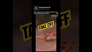 Take Off Lady Bug #facts #cool