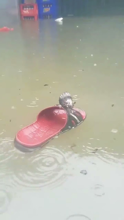 Lucu...tikus kanyut numpak sandal