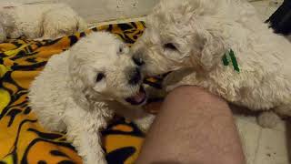 Odon and Duci Litter 1 (Komondor) - Day 21 by Creed Komondor 116 views 3 years ago 11 minutes, 2 seconds