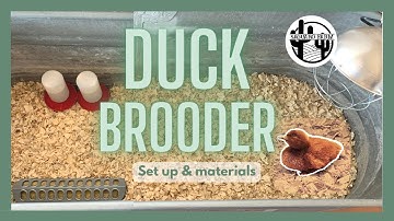 Duckling Brooder Set Up | The Basics
