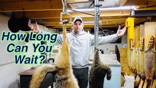 How Long Can You WAIT Too SKIN?  Fur Handling Tips. (Coon Creek Outdoors)