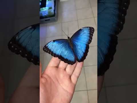 Menelaus Blue Morpho ||#shorts #ytshorts #tiktok #viral  #morpho #bluemorpho #butterfly #ytshorts