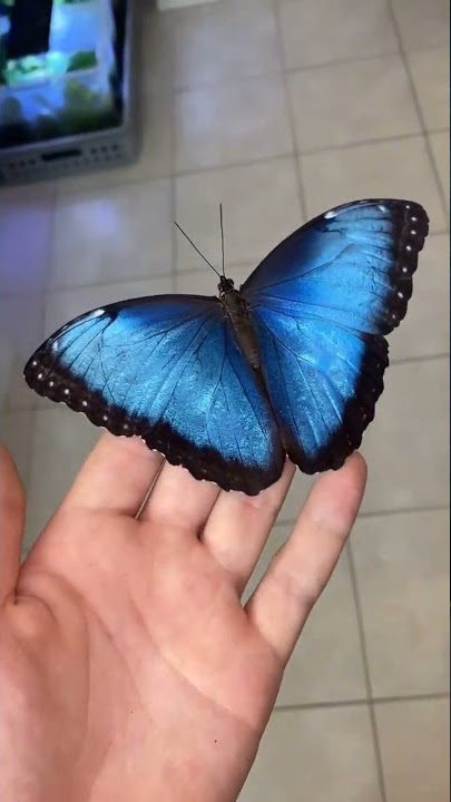 Menelaus Blue Morpho ||#shorts #ytshorts #tiktok #viral  #morpho #bluemorpho #butterfly #ytshorts