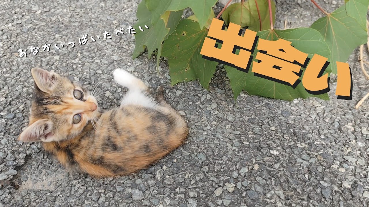 野良猫を保護することにしました…