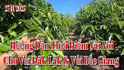 Hướng Dẫn Thời Điểm Vãi Vôi Cho Vải Đăk Lăk & Vải Bắc Giang