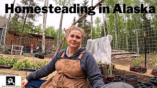 Is Living on an Alaskan Homestead Worth It? Exploring the Costs, Labor, Time, Gardening, Animal.