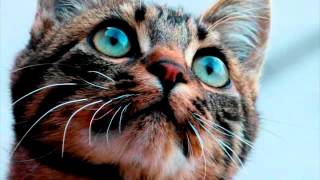 Hello Adele Cover By CAT !! Meow
