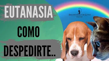 ¿Cómo preparo a mi mascota para la eutanasia?