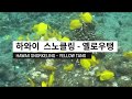 하와이 빅아일랜드 스노쿨링 - 옐로우탱(Yellow Tang) / Hawaii Snorkeling