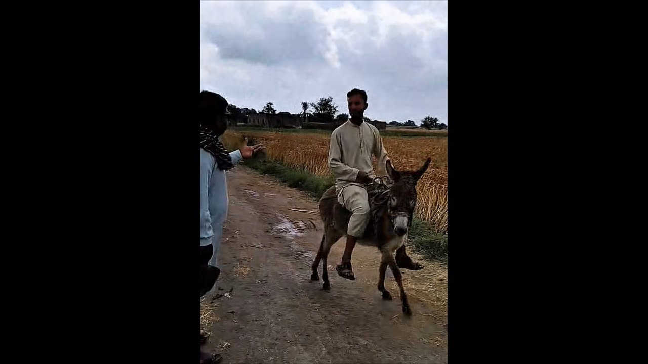 ساجن R Ruqia Gull official is live! چلا ساجن کے گھر - YouTube