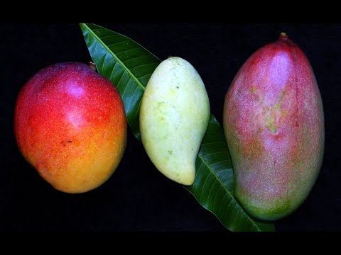 Video: Pawpaw Tree Reproduksie: Algemene Pawpaw voortplantingsmetodes