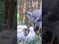 #birds #wildlife #nest #hunting #birdofprey #eagle