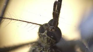Close examination of mosquito antennal origins with blurred compound eye backdrop