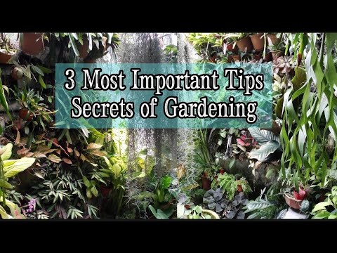 Video: Tropical Shade Garden Plants: Tips til at skabe en tropisk skyggehave