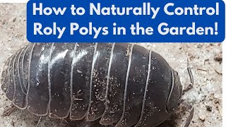How To Naturally Control Roly Polys in Your Garden