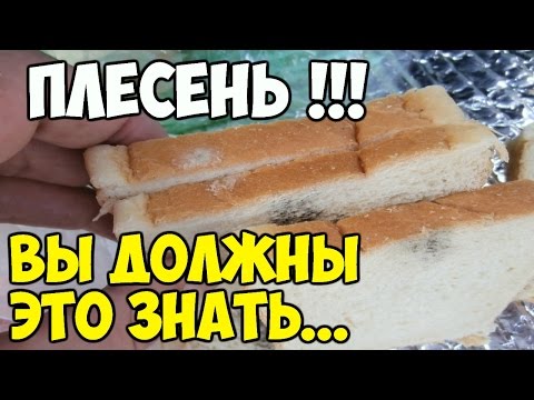 ОСТОРОЖНО - ПЛЕСЕНЬ! ТО ЧТО МЫ ДОЛЖНЫ ЗНАТЬ О ПЛЕСЕНИ!
