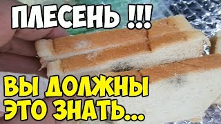 ОСТОРОЖНО - ПЛЕСЕНЬ! ТО ЧТО МЫ ДОЛЖНЫ ЗНАТЬ О ПЛЕСЕНИ!