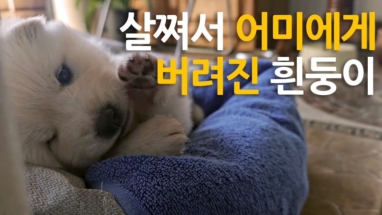 살쪄서 어미에게 버려진 흰둥이 (The Chubby White Pup Left Behind All Alone)