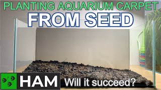 Planting aquarium carpet from seeds