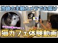 ふうちゃんらいちゃんが猫カフェに！？保護猫カフェ体験！サンシャイン池崎の主観カメラでまるでふうらいのいる保護猫カフェ気分に！