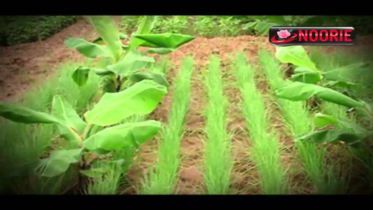 Single Double And Multiple Cropping In Agriculture YouTube