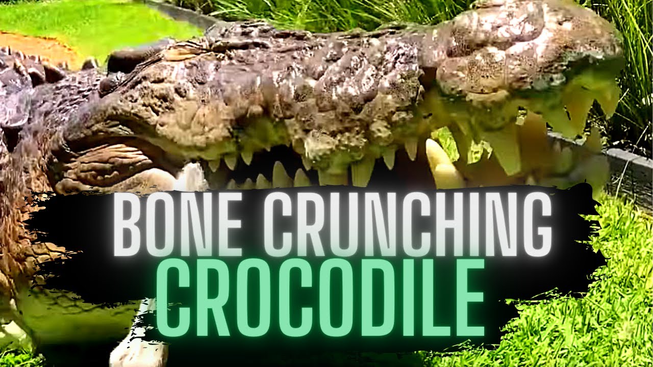 Crocodiles Crunching BONES (JAW CRACKING!) YouTube