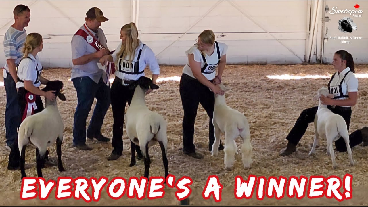 Shearing Delay Leads To Kingston 4H Sheep Show!