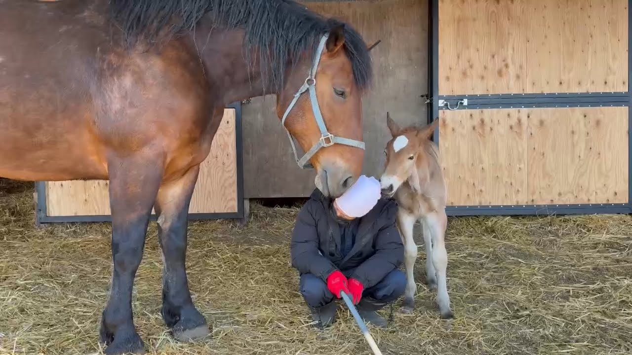 【ばんえい】お手入れしてたらもっとやれとおねだりされました
