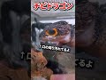 食いしん坊ざらめのごはん Shorts 爬虫類 アカメカブトトカゲ Reptiles Reptile アカメ 食いしん坊ざらめのごはん Shorts 爬虫類 アカメカブトトカゲ Reptiles Reptile アカメ