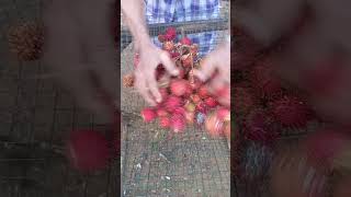 Cara Mengurangi semut yang ada di Rambutan