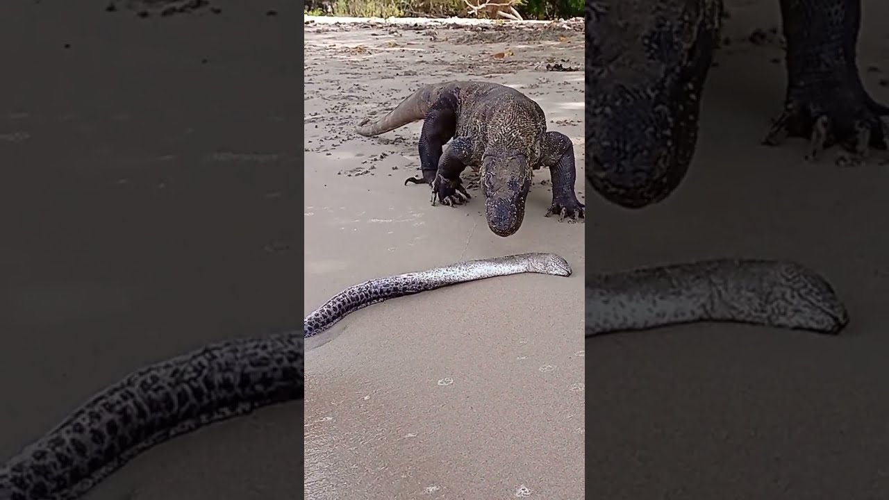 How Komodo Dragons Eat Electric Eels