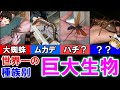 【ゆっくり解説】世界一巨大な生物　種族別　10選