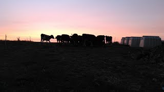 Welcome to Acres of Clay Homestead
