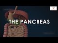 Pancreas 3D Animation || Pancreas Structure and Function || Biology online Class