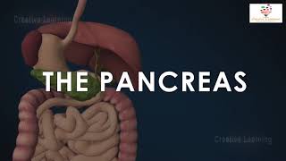 Pancreas 3D Animation | Pancreas Structure and Function | how pancreas gland works.