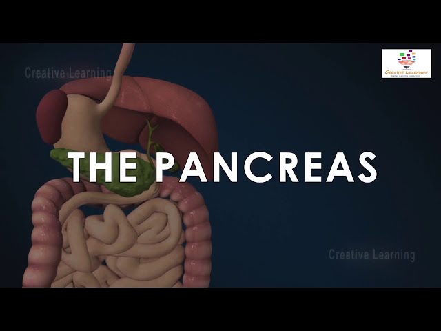 Pancreas 3D Animation | Pancreas Structure and Function | how pancreas gland works.