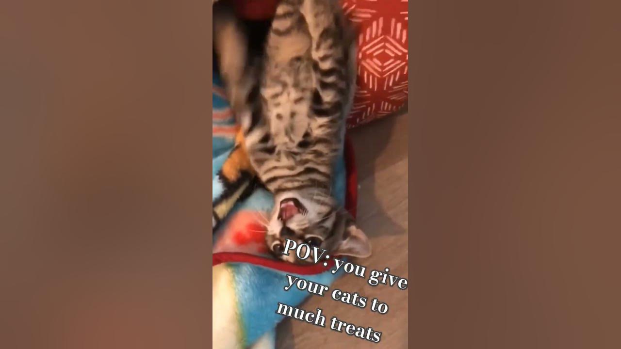 POV You Give Your Cat To Much Treats YouTube pov-you-give-your-cat-to-much-treats-youtube