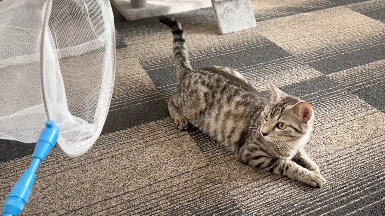 虫取り網で猫を捕まえてみたら予想外の結果に【捕獲】 - YouTube