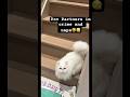 #dothingsyoudontwanttodo #cat #theothersideofmakebelieve #funny #helpmemakethismakesense #catsfood