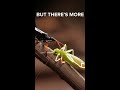 The Paralyzing Venom That Keeps Prey Alive #shorts #evolution #animals