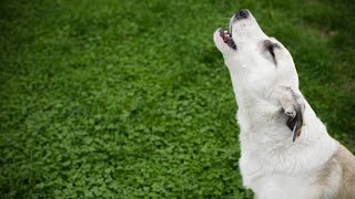 Howl Ringtone