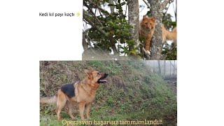 Alman kurdu badi kedi operasyonunda