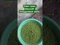 pakan alternatif menggunakan azolla #azolla #shorts #ytshorts