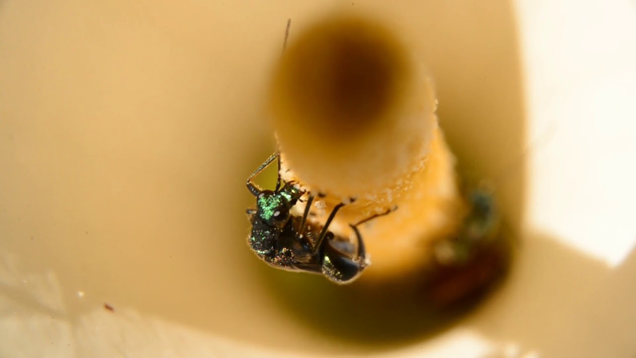 Thick-legged flower beetle (Oedemera nobilis)