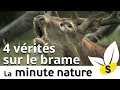 4 VÉRITÉS SUR LE BRAME DU CERF (No 110)