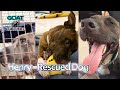 Henry - The Rescued Dog on TikTok