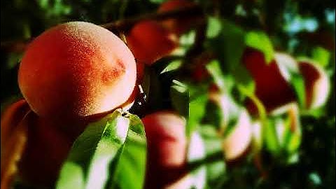 سورة البقرة بصوت القارئ جابر عبد الحميد قطب