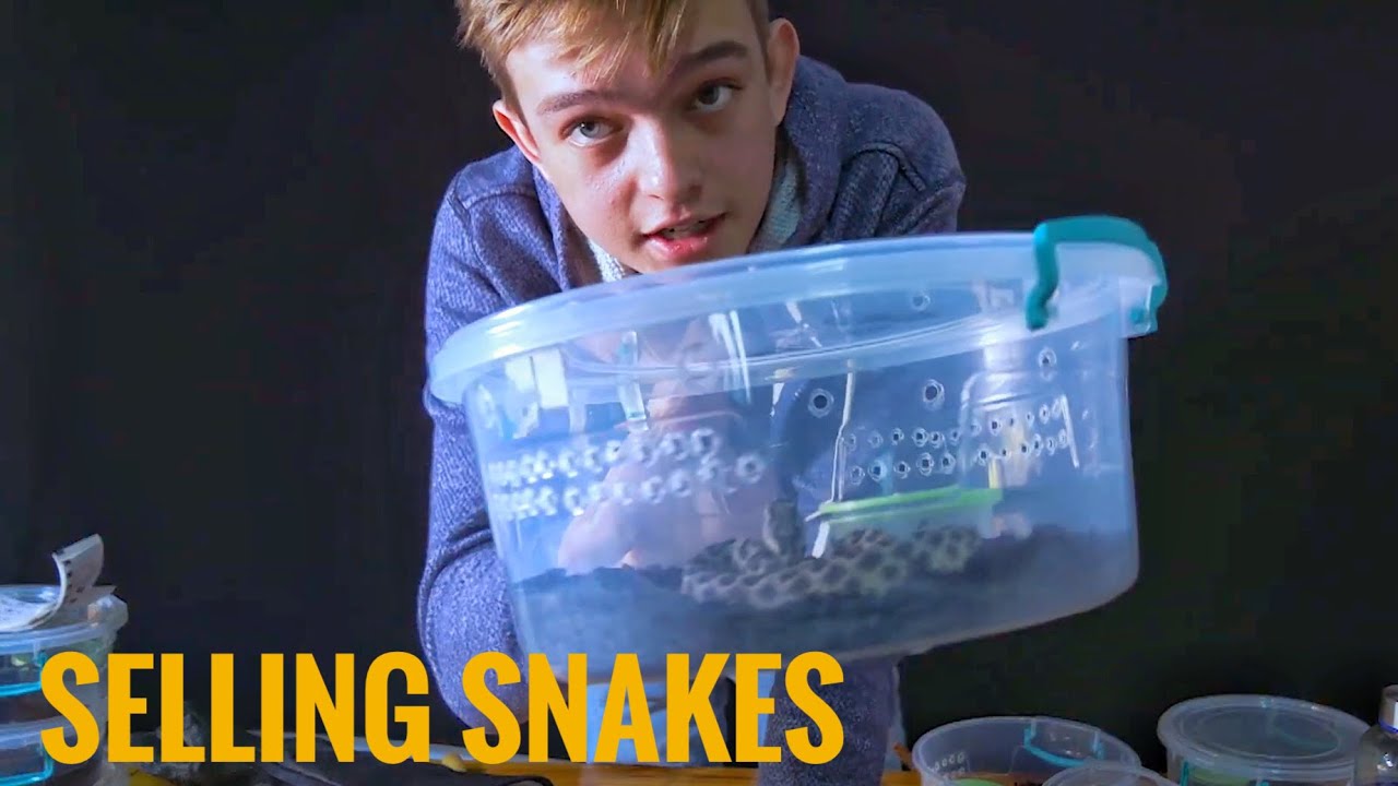 Selling 19 Venomous Snakes YouTube