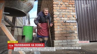 картинка: Упіймати вовка: селяни на Тернопільщині гуртом боролися зі звіром